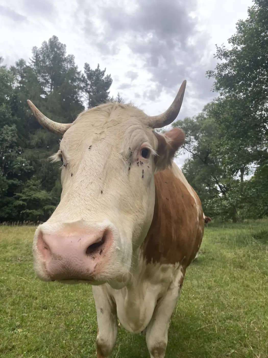 Kráva Avala