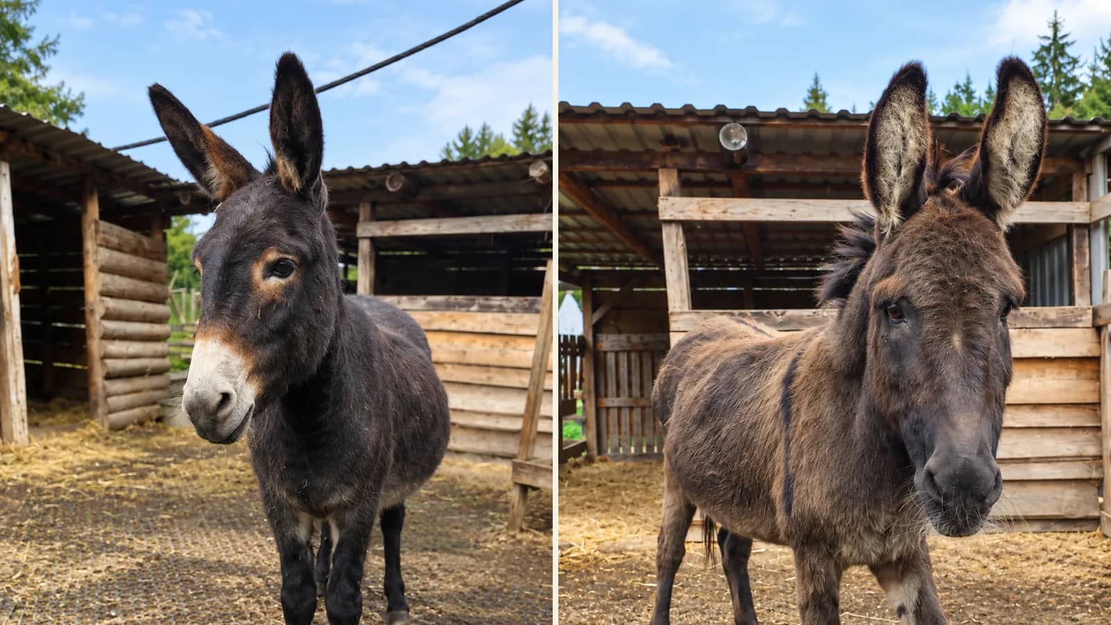 The donkeys Tonička and Elvíra in the paddock at the Meadow