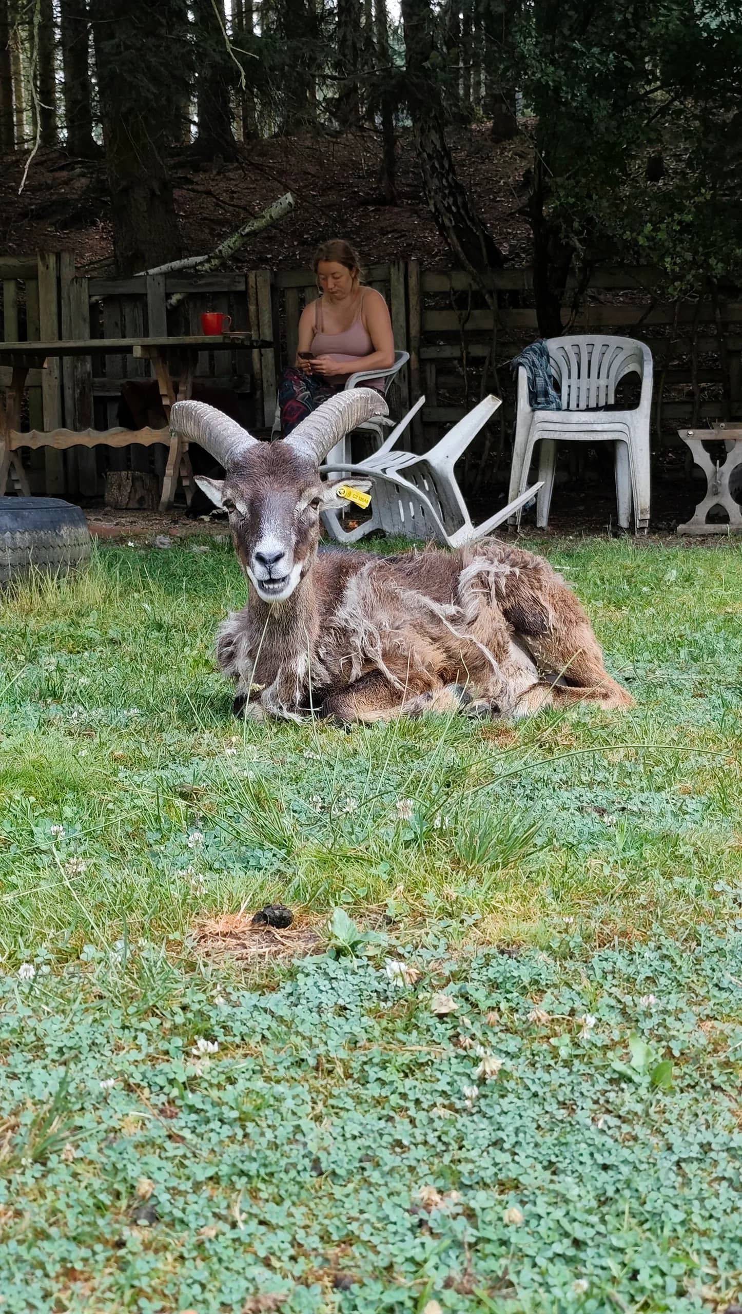 Yakul the mouflon